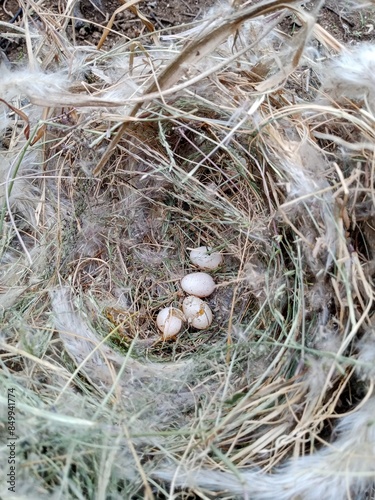 Eggs in a bird's nest. whole and broken bird eggs in the nest