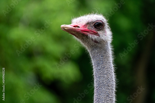 South African ostrich - big bird