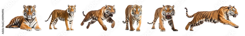 Fototapeta premium Tiger wildlife full body set