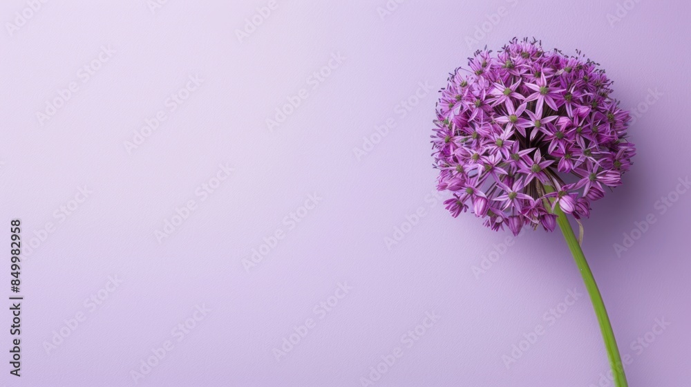 Obraz premium Allium with copy space