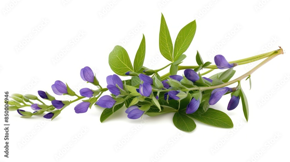 Baptisia (False Indigo) on white background Baptisia (False Indigo) on white background