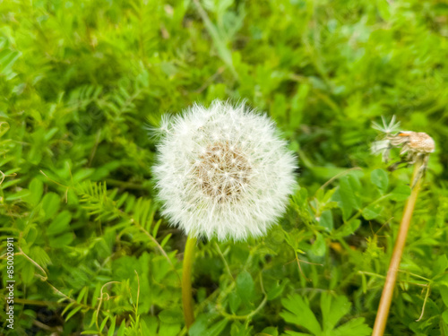 たんぽぽの綿毛のある景色 photo