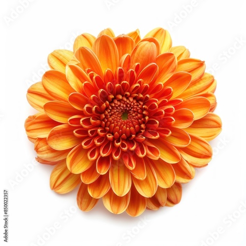 Chrysanthemum
