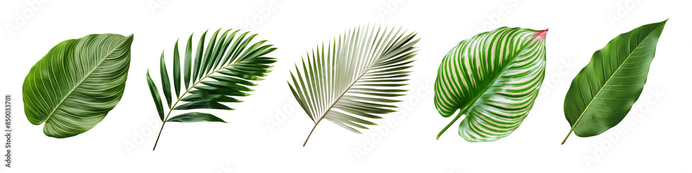 Obraz premium Tropical leaf png cut out element set