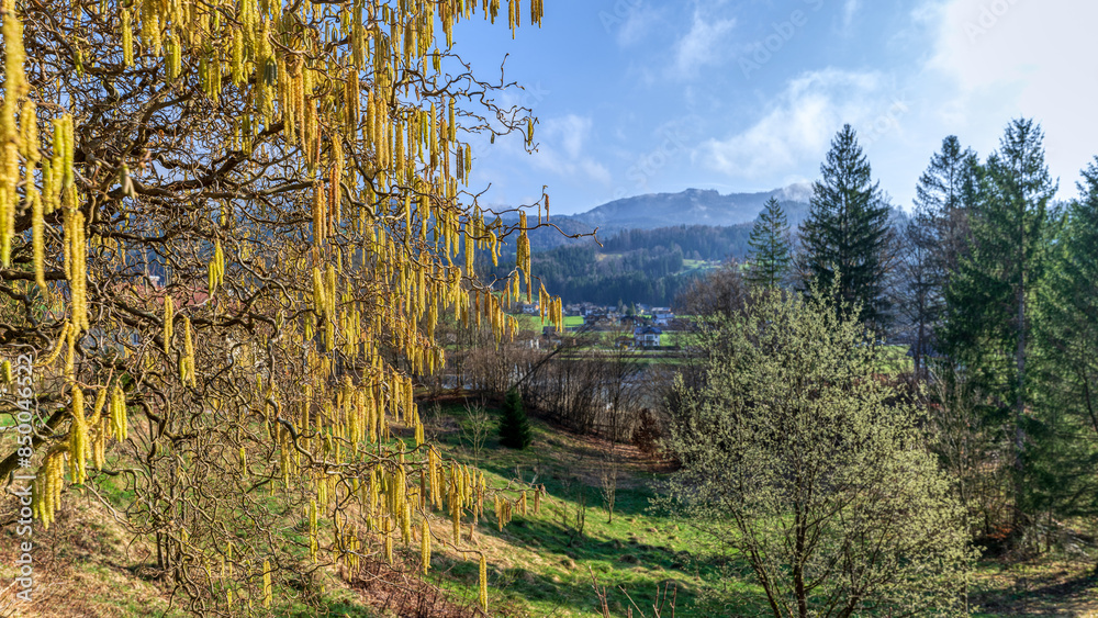 Haselnussstrauch in Bad Goisern im Salzkammergut