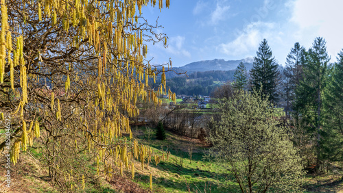 Obraz na płótnie Haselnussstrauch in Bad Goisern im Salzkammergut w salonie