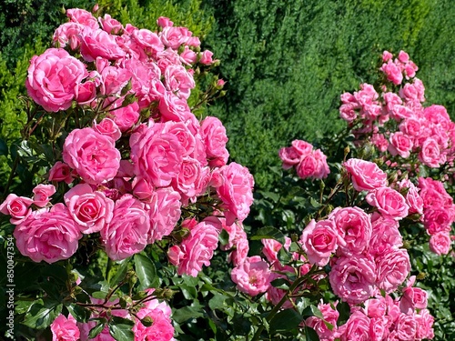 Pink roses and tuja in the park. photo