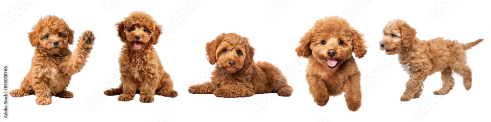 PNG Adorable playful brown puppies set PNG Adorable playful brown puppies set