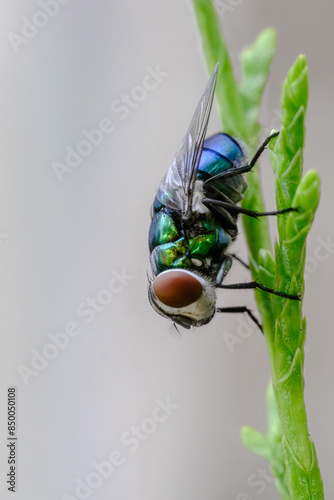 close up macro of a colorful green bottle fly sitting on a juniper branch. Fly has damaged wings