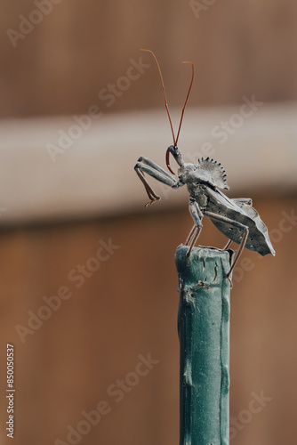 close up macro photo of a North American wheel bug (Arilus cristatus) rearing up on top of a stick