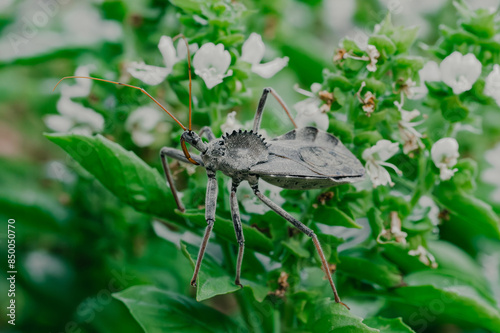 close up macro photo of a North American wheel bug (Arilus cristatus) hiding between the leafs of a basil plant with some flowers visible