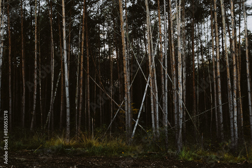 Obraz na plátně sinister moody picture of the edge of a forest with tall trees with the dark bac