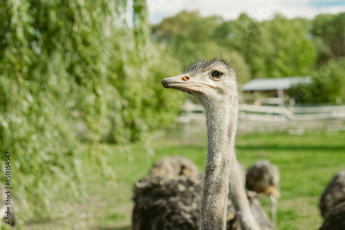 portrait of an ostrich in front of green scenery