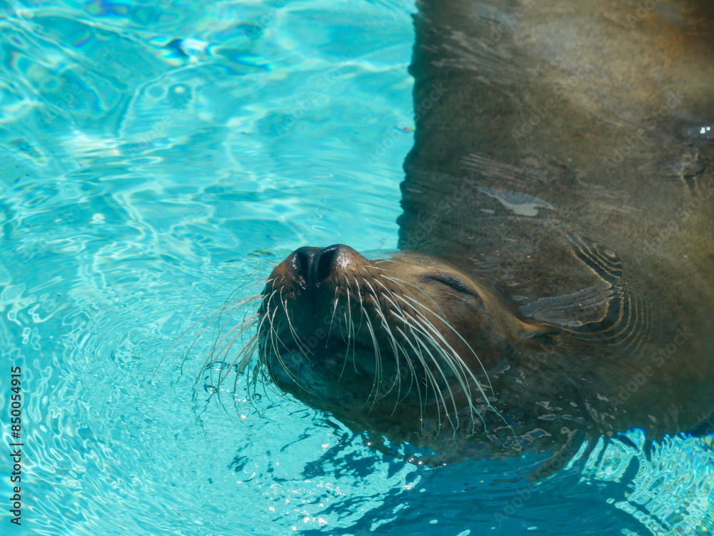 Obraz premium 気持ちよさそうなアシカ