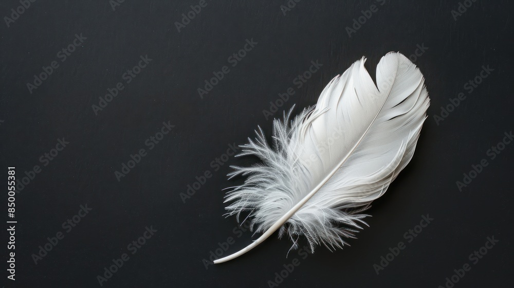 Obraz premium White feather on black background