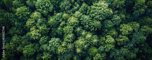 Aerial view of dense green forest canopy showcasing natural wilderness, lush foliage, and vibrant tree leaves in a pristine jungle setting.