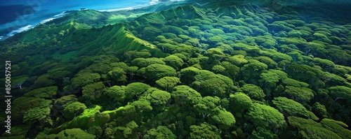 Stunning aerial view of lush green rainforest with dense tree canopy near the coastline, showcasing natural beauty and serene landscapes.