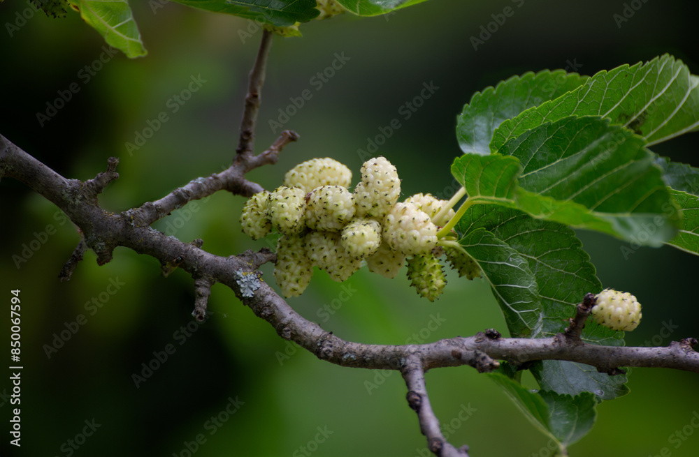 White mulberry fruit on branches, vibrant nature close-up photography