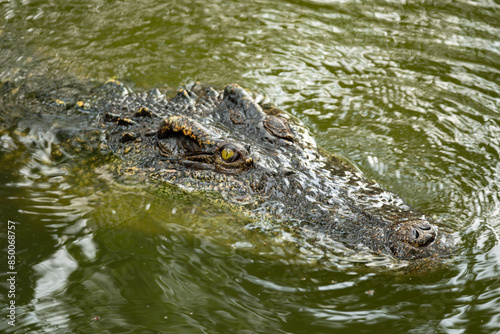 Crocodile in the river and the body of the crocodile is partially submerged. The crocodile poked its head into the river. Concepts about wildlife and environment 