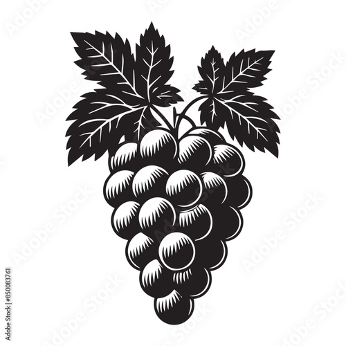 Grapes silhouette. Graphic illustration for grape juice 