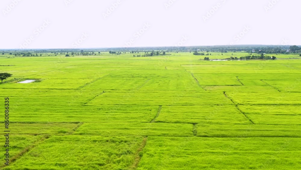 Green rice fields with sun flare,combine harvesting ripe rice fields ...