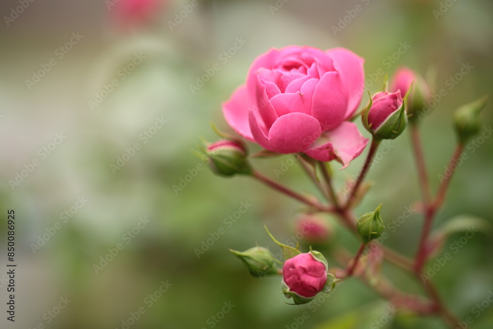 濃いピンク色のバラのアップ