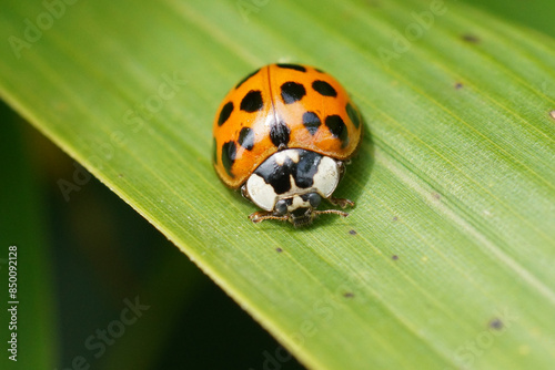 Closeup on the invasive harlequin, multicoloured or Asian lady beetle, Harmonia axiridis sitting on a green leaf