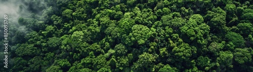 Aerial view of dense lush green forest canopy with fog drifting through treetops, showcasing the breathtaking beauty of nature and wilderness.