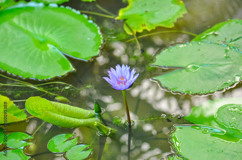 Beautiful water lily in the lake of a city park. Beautiful flower. Beautiful water lily in the lake of a city park. Beautiful flower.