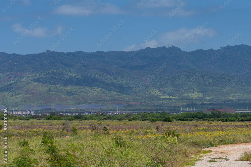 Fototapeta premium Neltuma pallida / Prosopis pallida is a species of mesquite tree.kiawe. huarango,American carob, Iroquois Rd, Ewa, Oahu Hawaii. Leeward Coast / Waianae Volcanics 