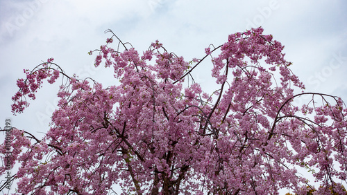 JAPAN, KYOTO – April 2024: sakura, cherry blossom at Fushimiinari Taisha Shrine Temple in Kyoto, Japan photo