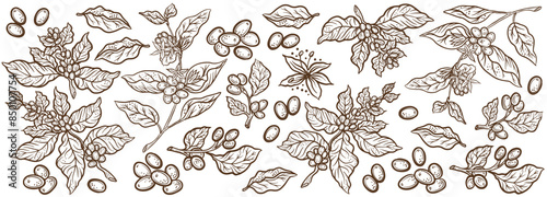 Coffee beans and leaves. Coffea plant pattern background. Floral ornament. Hand drawn vector sketch.