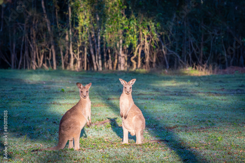 Two kangaroos standing together in morning sun looking towards camera photo