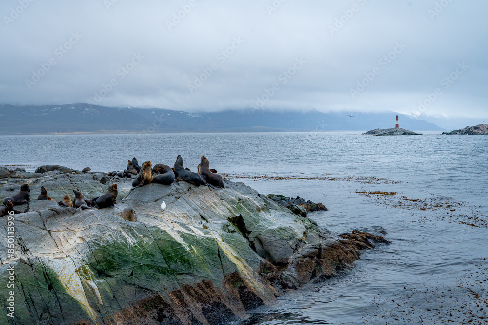 A group of sea lions is resting on the slope of a rocky islet. Cormorants are sitting on the cliff. Mountains against the sky. Argentina. Isla de los Lobos. The A group of sea lions is resting on the slope of a rocky islet. Cormorants are sitting on the cliff. Mountains against the sky. Argentina. Isla de los Lobos. The