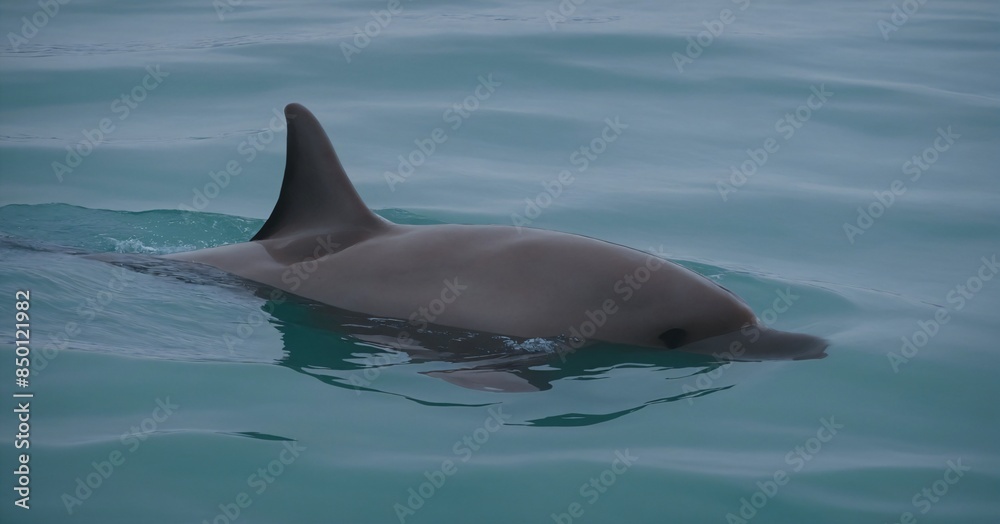 Fototapeta premium Vaquita (Phocoena sinus): The vaquita is a critically endangered porpoise species found in the Gulf of California, Mexico.