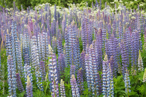 Lupin flowers in a meadow, close up shot
