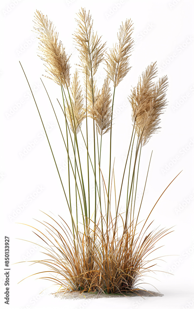 Fototapeta premium Cluster of Pampas Grass with Tall Feathery Plumes and Slender Leaves, Dense Natural Arrangement on white Background