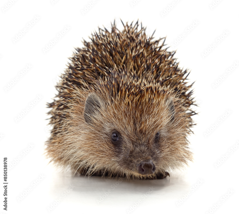 One little hedgehog. One little hedgehog.