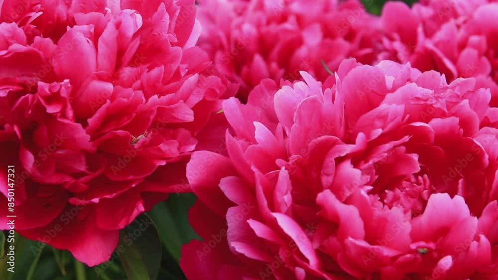 Red peonies close-up, macro. Flowers as a background image Red peonies close-up, macro. Flowers as a background image