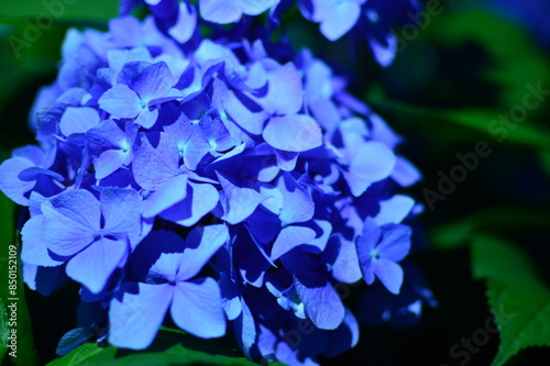 夜の紫陽花２