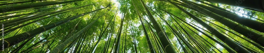 Tranquil Beauty of a Dense Bamboo Forest with Sunlight Filtering Through, Creating a Mystic Atmosphere Tranquil Beauty of a Dense Bamboo Forest with Sunlight Filtering Through, Creating a Mystic Atmosphere