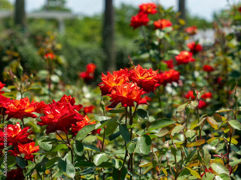 Obraz premium 鮮やかな赤色の薔薇「錦絵」