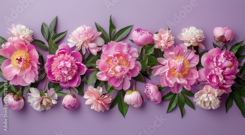 Wallpaper Mural Pink Peonies Arranged on a Lavender Background Torontodigital.ca