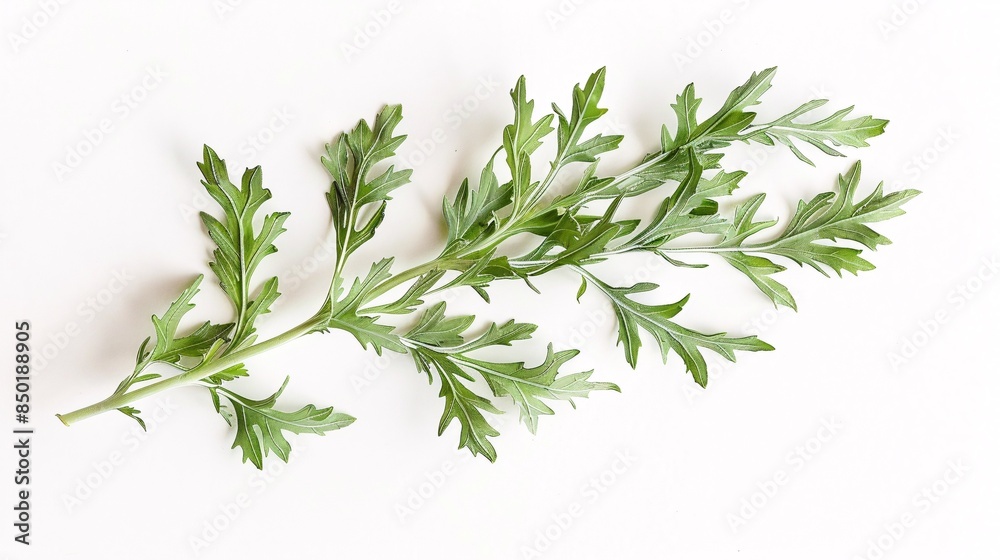 Aerial view of medicinal wormwood on a white surface, with a sprig of sagebrush. Aerial view of medicinal wormwood on a white surface, with a sprig of sagebrush.