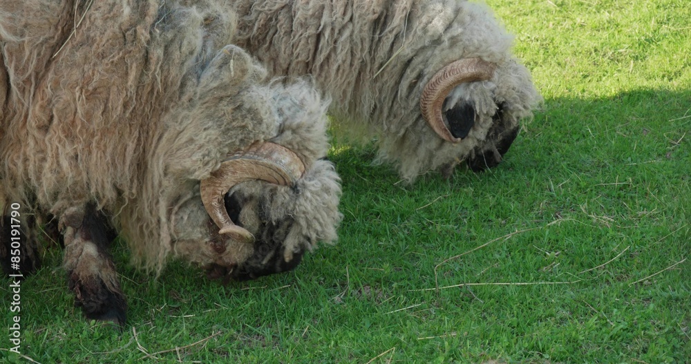 Fototapeta premium A pair of sheep rams beautifully eat grass while standing on a lush fenced meadow at the zoo. Close-up of sheep grazing grass on a meadow on a sunny day in a zoo pen.
