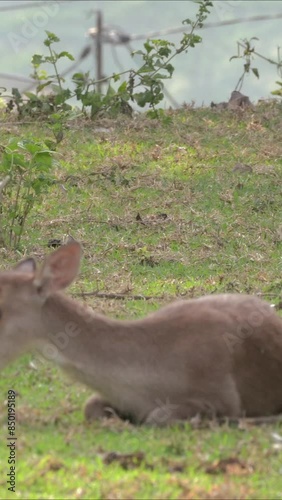 The activity of a group of young deer at the edge of the forest, butterflies flying around