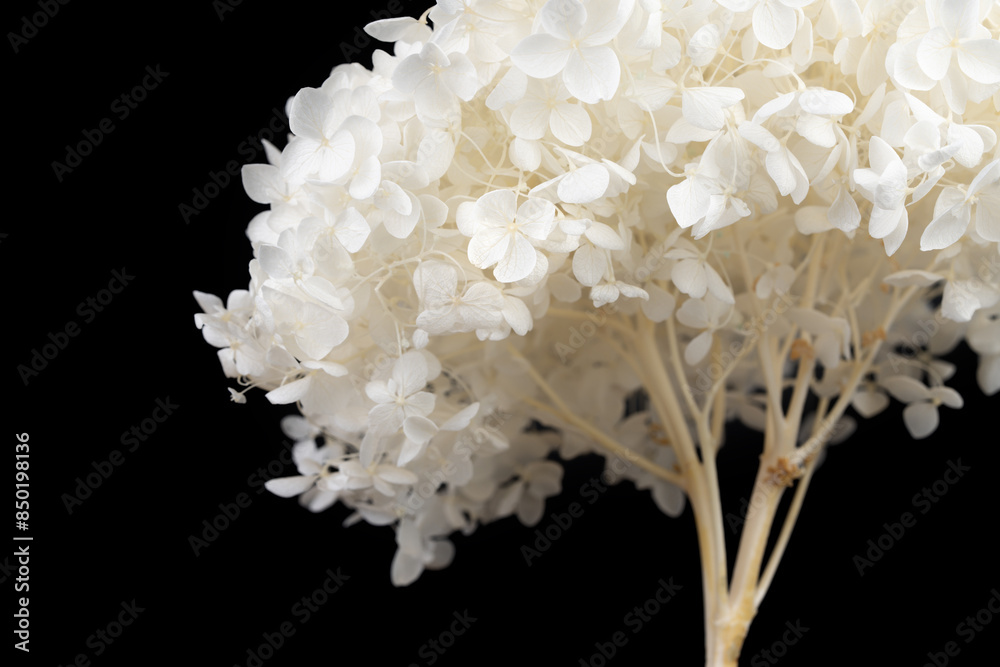 Blooming fresh hortensia white flowers gentle and romantic bouquet bush with black background macro Blooming fresh hortensia white flowers gentle and romantic bouquet bush with black background macro