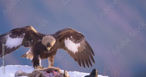 Golden eagle in winter landscape over the fjords of Telemark, Norway
