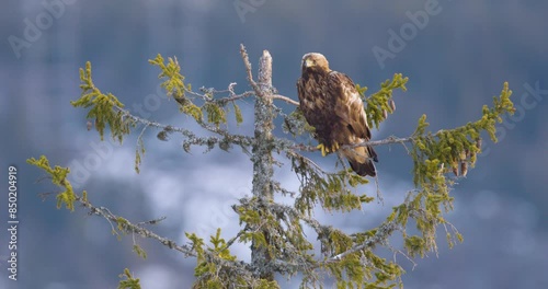 Golden eagle perched on a tree in a beautiful winter landscape of Telemark, Norway