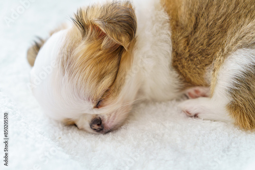 白い毛布の上で眠る生後2ヶ月のロングコートチワワの子犬